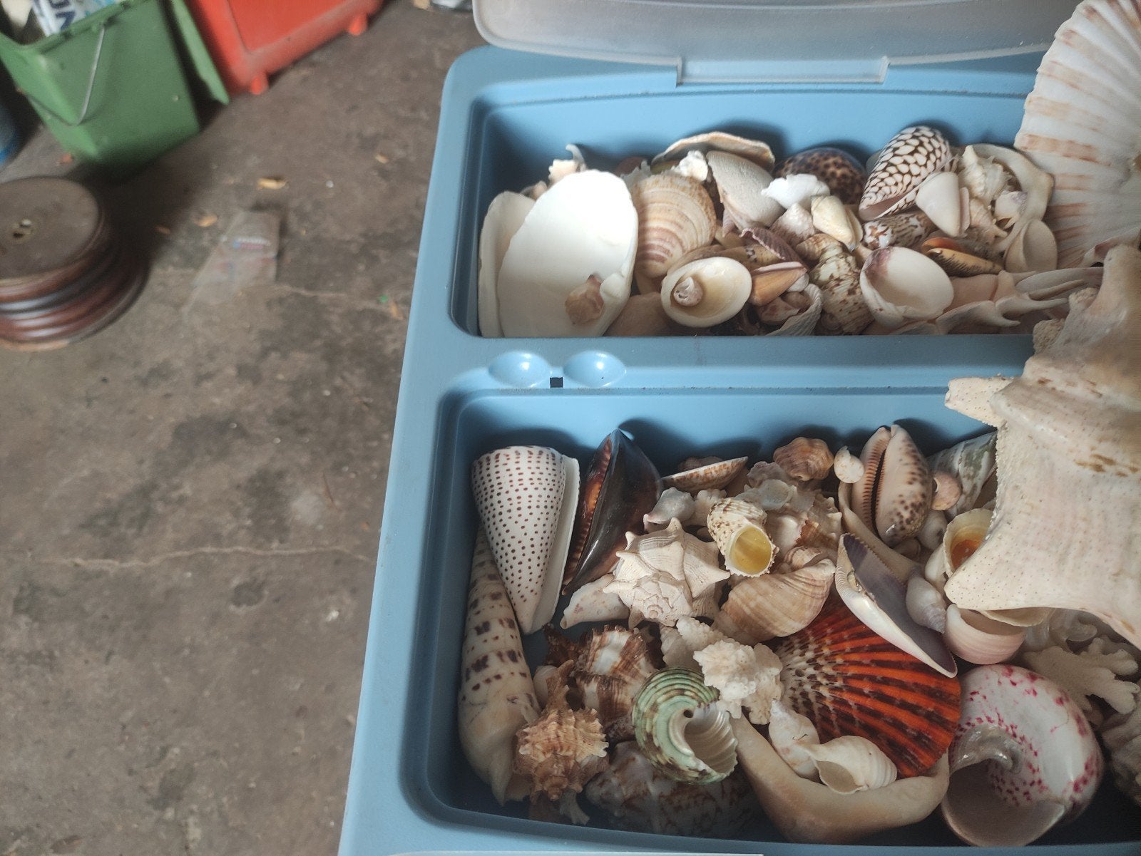 Grote collectie schelpen uit alle windstreken, Verzamelen, Ophalen of Verzenden