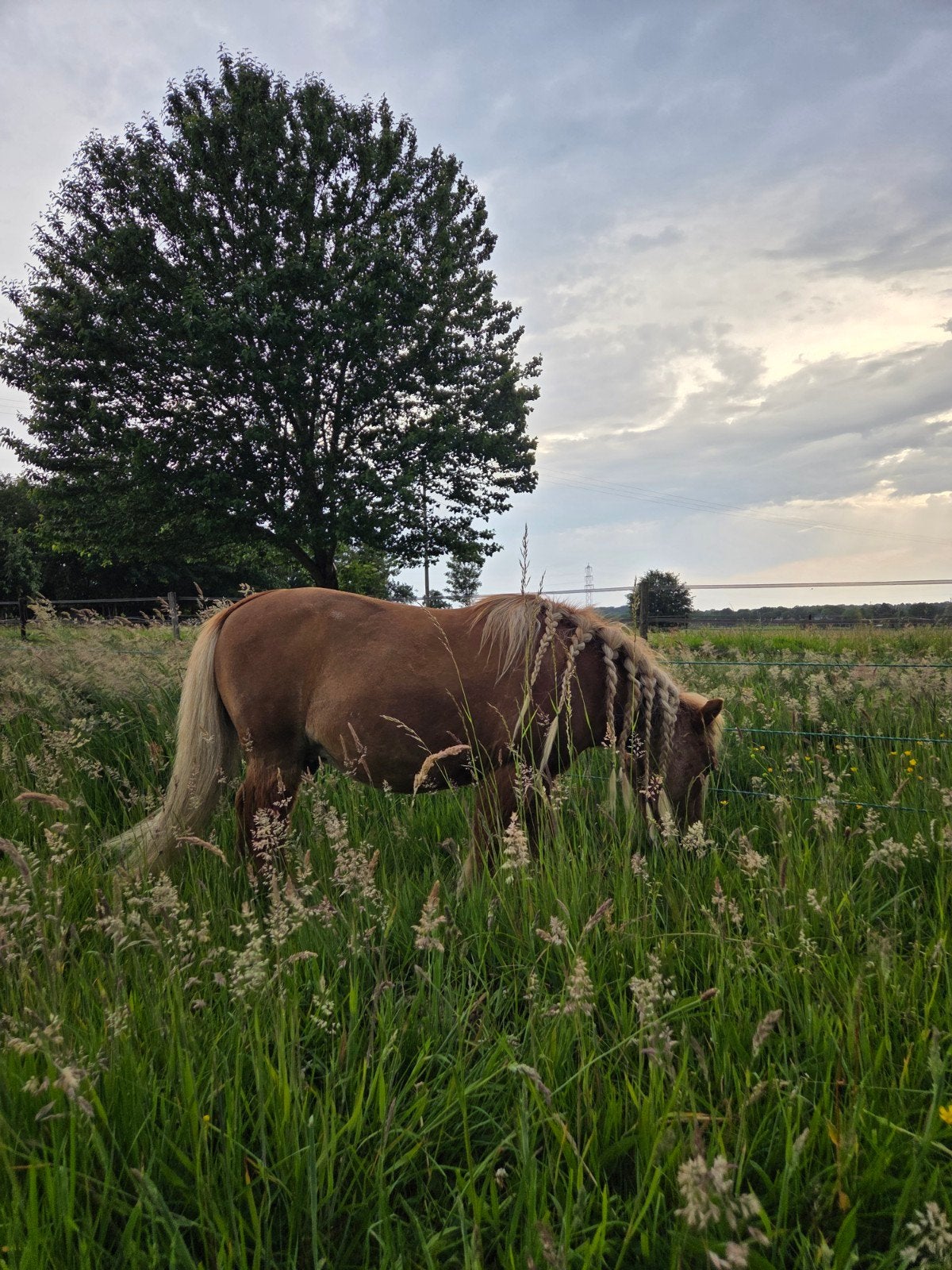 Shetlander stalling/ pensionstal, Dieren en Toebehoren, Stalling, 2 of 3 paarden of pony's