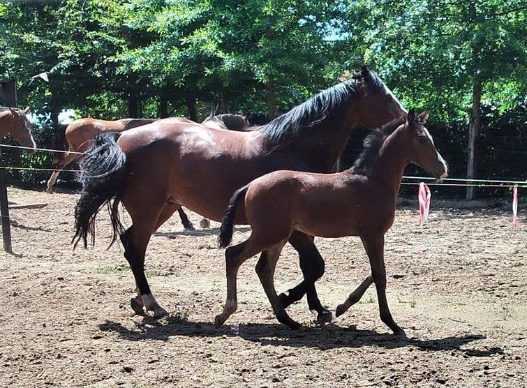 Hengstveulen – allrounder, Met stamboom, 0 tot 2 jaar, Hengst, 160 tot 165 cm
