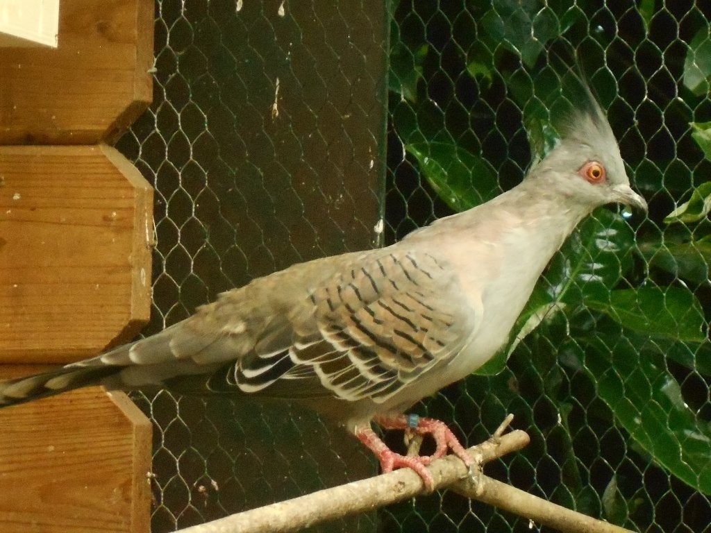 Australische Kuifduif, Mannelijk