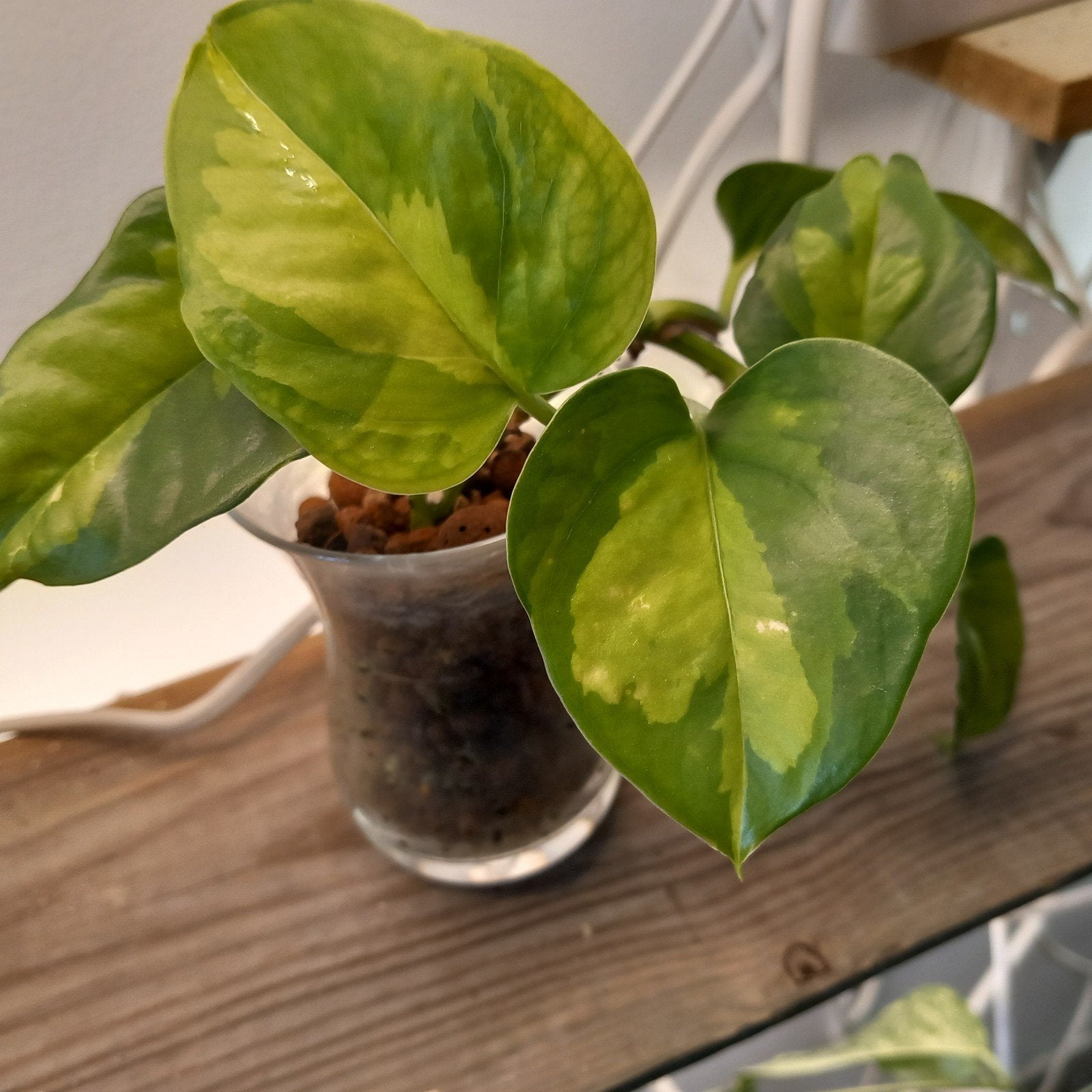 Epipremnum global green stek nr 20, Huis en Inrichting, Kamerplanten, Ophalen of Verzenden, Halfschaduw, Minder dan 100 cm