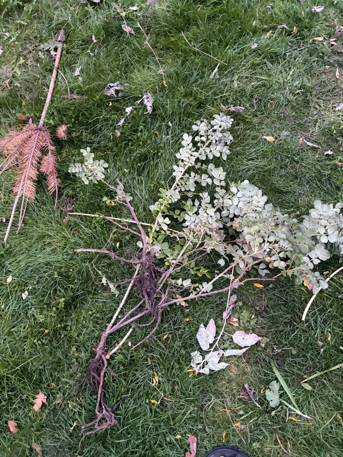 Gratis rozenstruik - Klaar om te planten, Overige soorten, Volle zon, Vaste plant, Ophalen of Verzenden