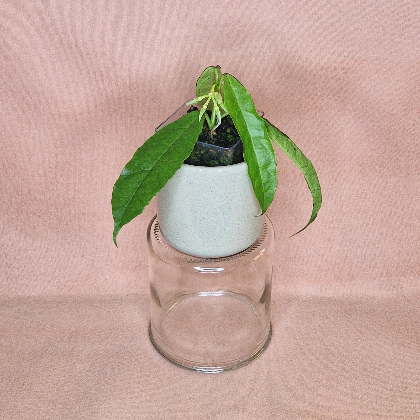 Hoya Decipulae 2, Huis en Inrichting, Verzenden, Overige soorten, Halfschaduw, Minder dan 100 cm