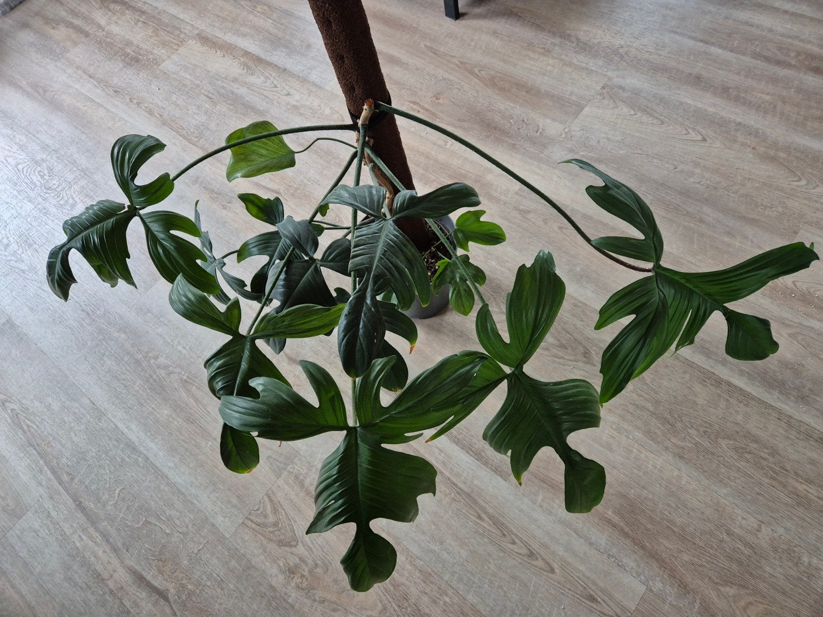 Philodendron White ghost, Ophalen, Halfschaduw, Minder dan 100 cm
