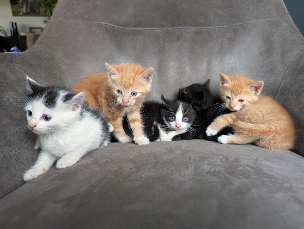 Hele lieve kittens, Dieren en Toebehoren, Katten en Kittens | Overige Katten, Meerdere dieren