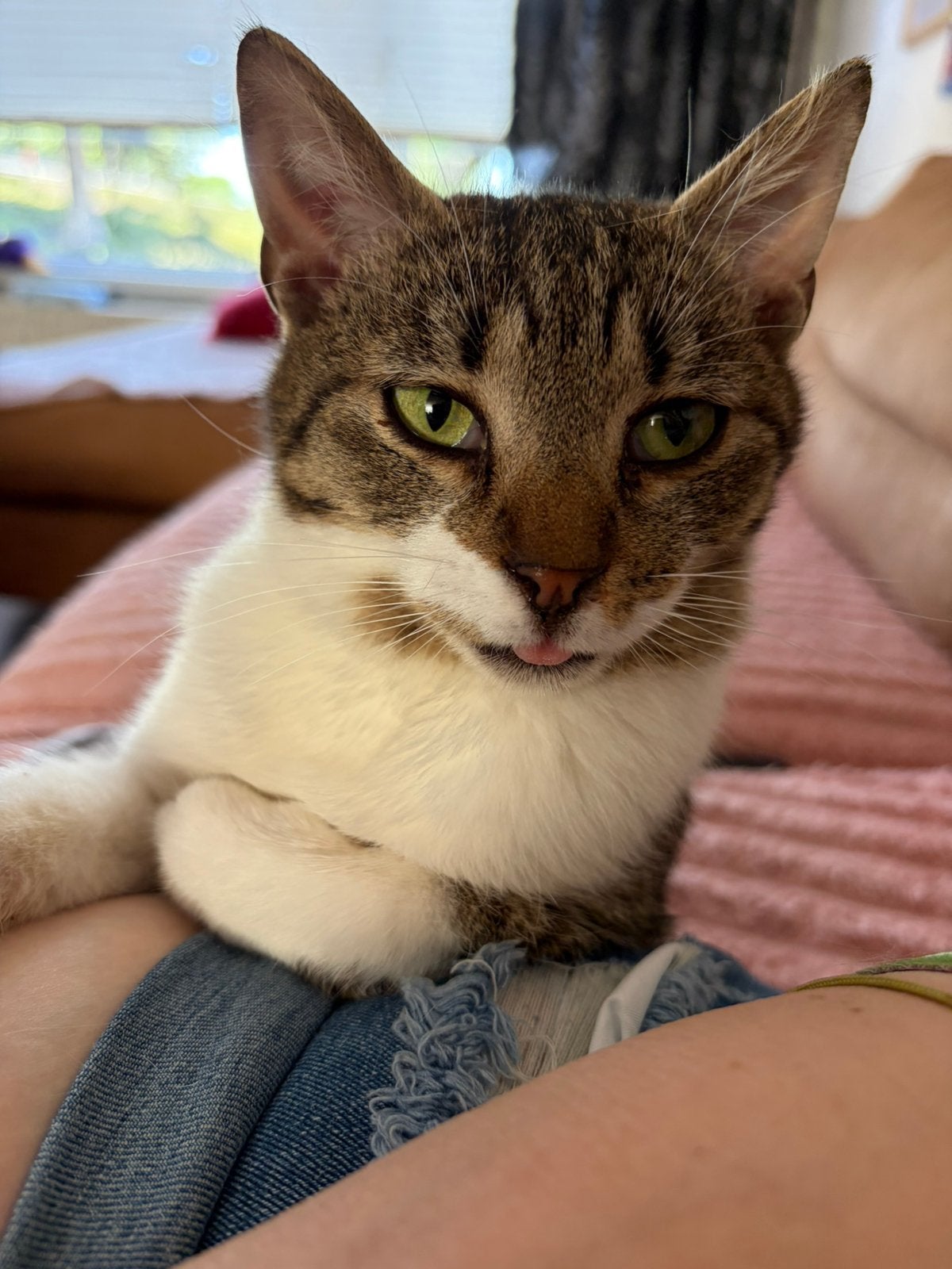 Fiona, poes, 1 jaar gesteriliseerd, Poes, Kortharig, 0 tot 2 jaar