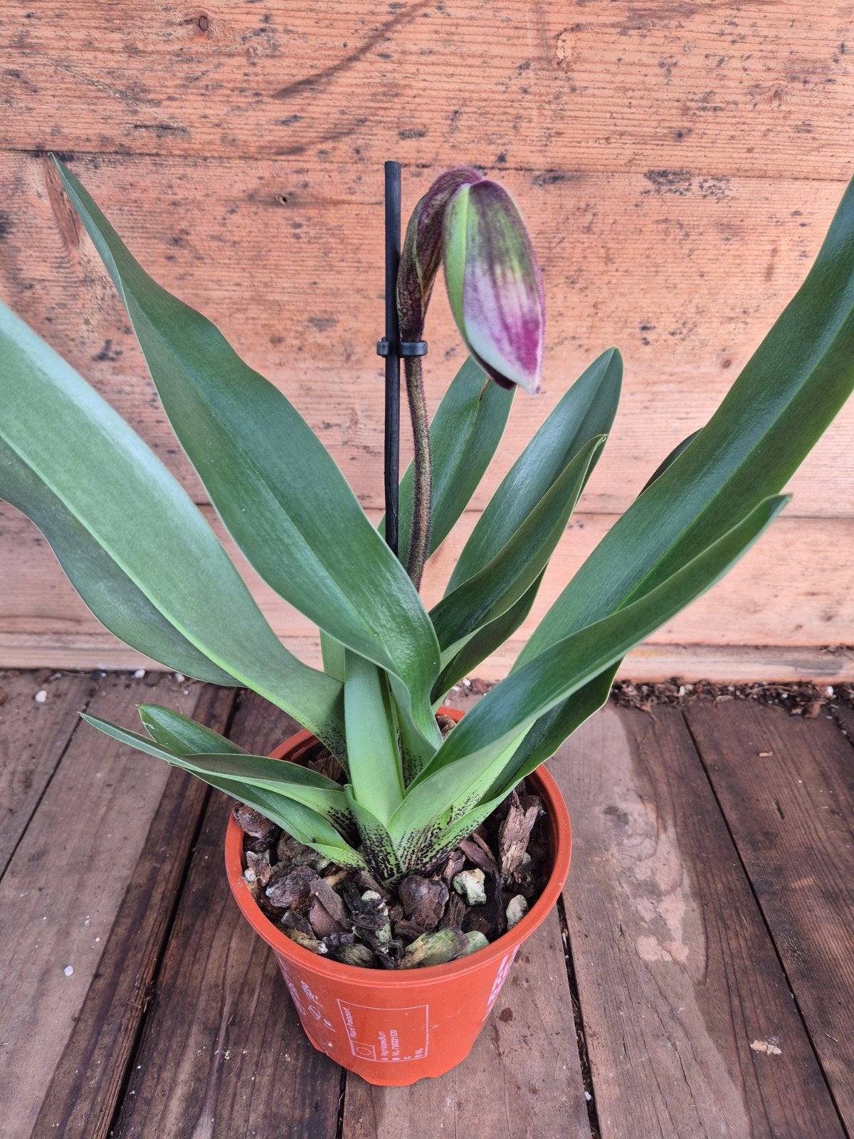 Orchidee Paphiopedilum Amerikaanse Hybriden p12 (4)