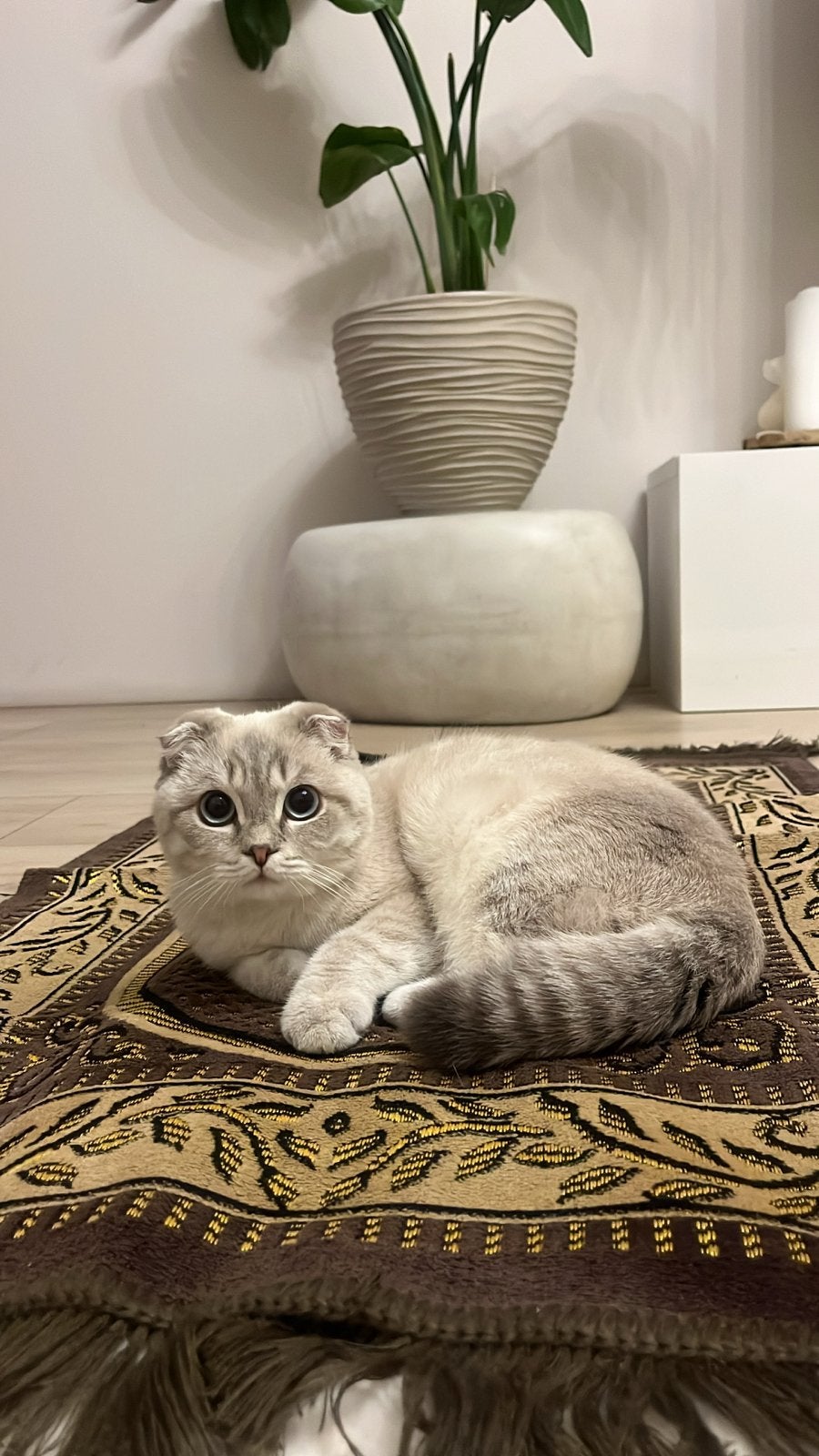 Kat te koop, Kater