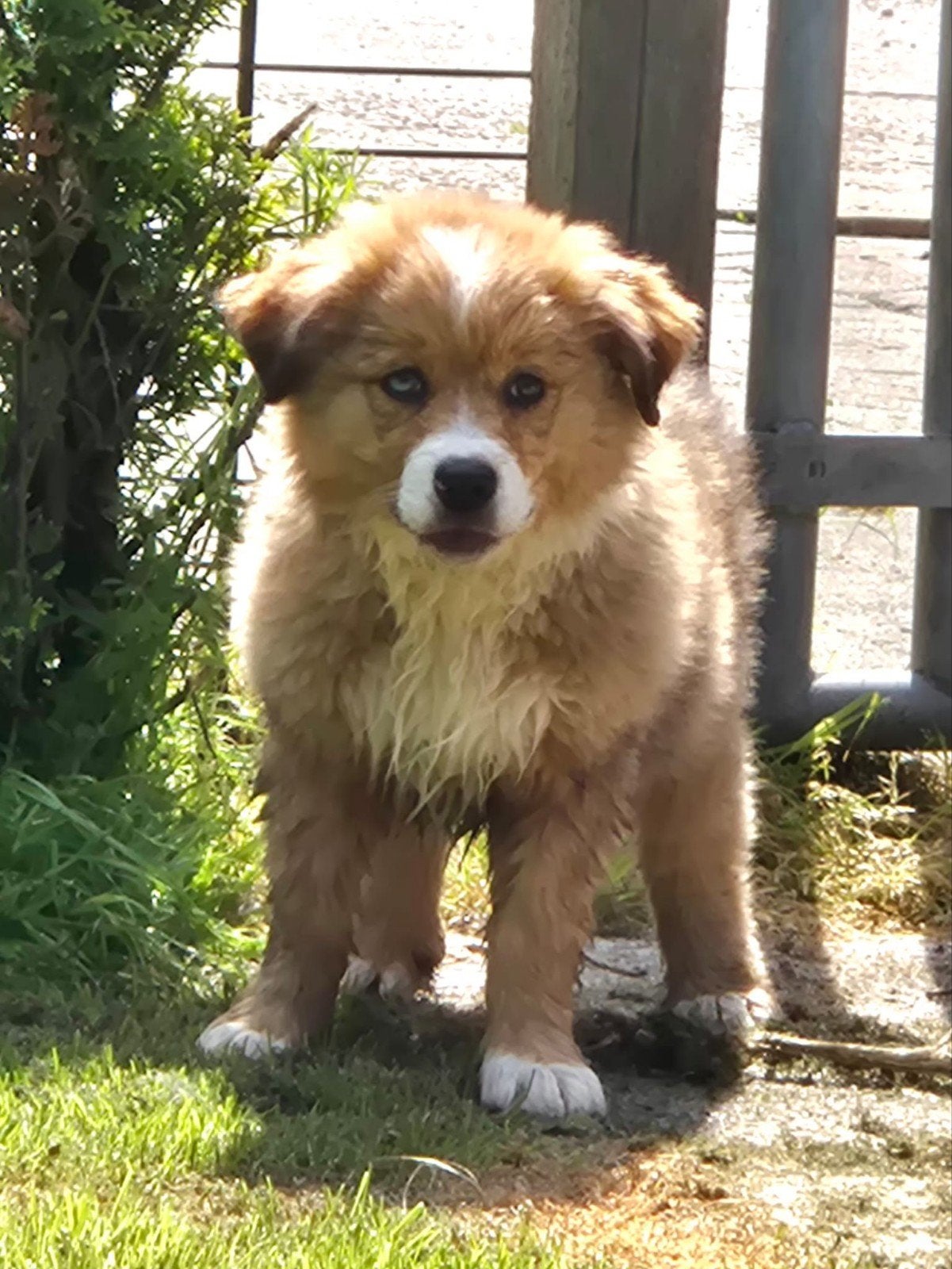 Leonberger x Berner Sennen x australian shepherd pups, Nederland, Meerdere, Meerdere dieren, Fokker | Professioneel