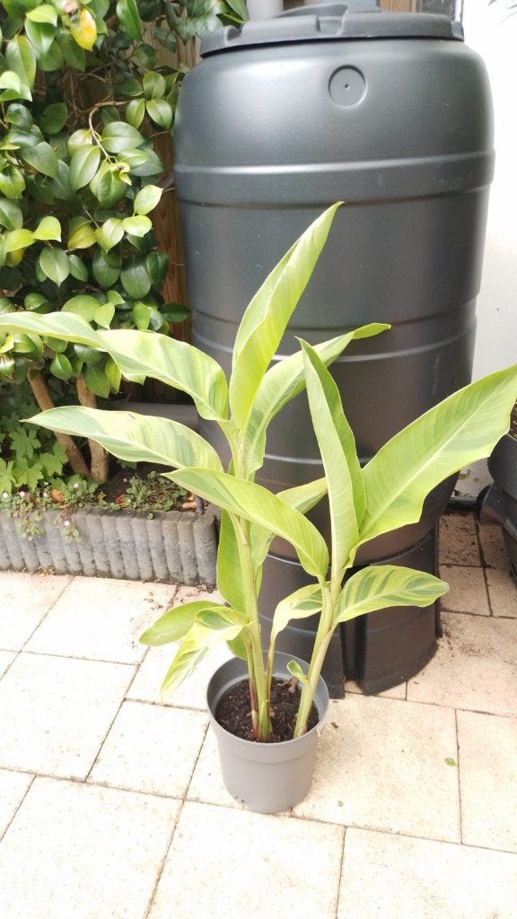 Canna Wolfsong Variegata, Tuin en Terras, Planten | Tuinplanten, Volle zon, Vaste plant, Zomer, Ophalen