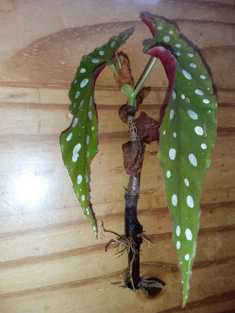 Stekje stip Begonia met wortels, Ophalen of Verzenden