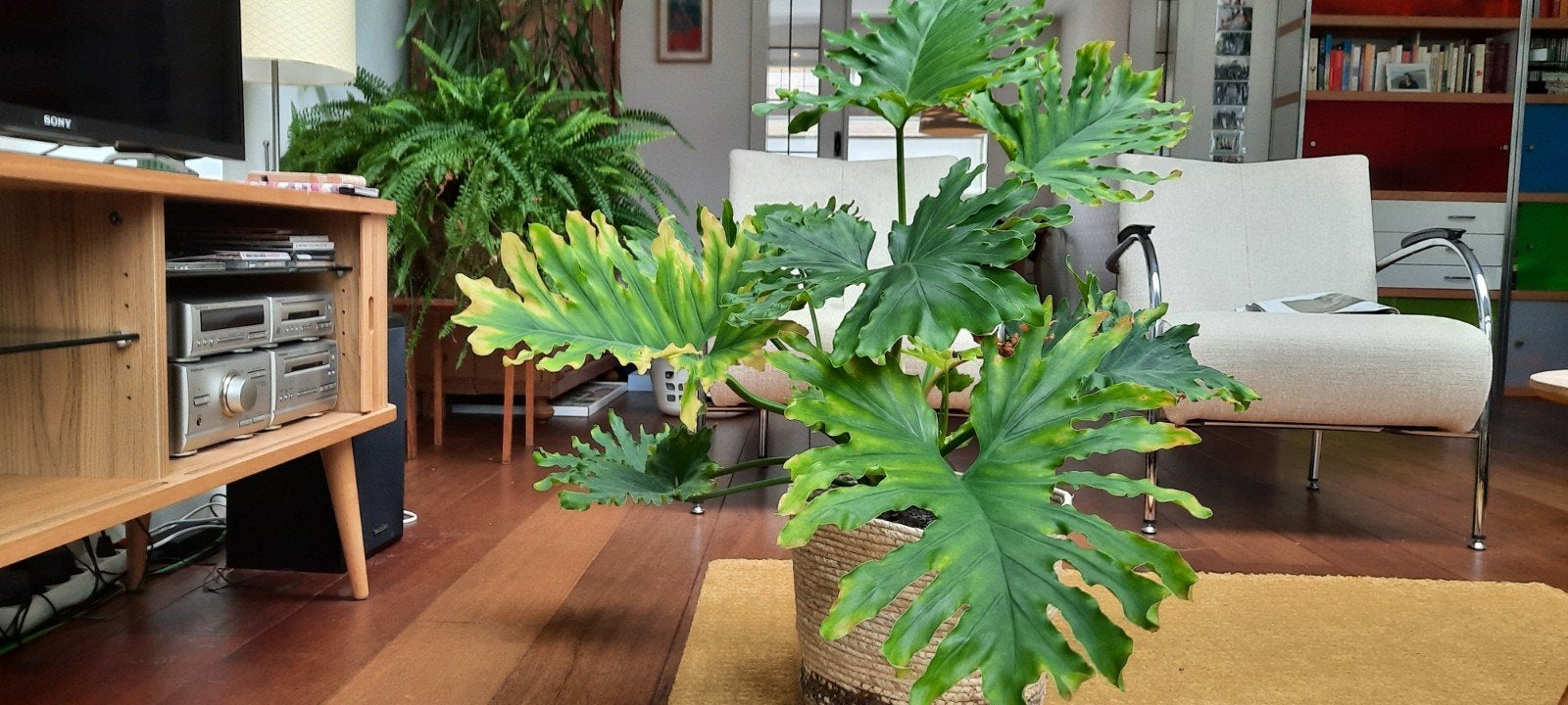 Gratis:grote kamerplant in rieten mand, Ophalen, Rond, 30 tot 60 cm