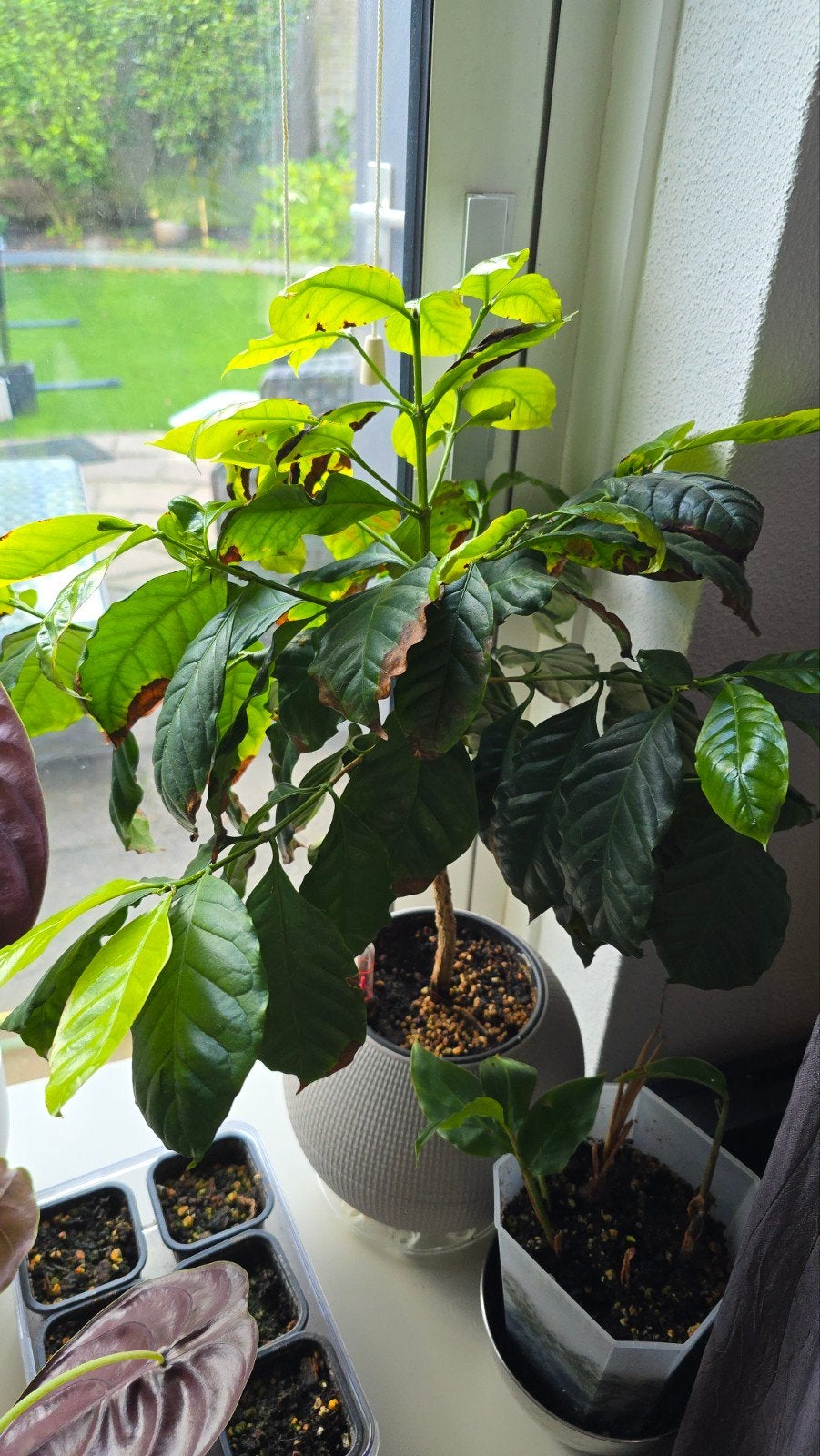 Grote Koffieplant - Optioneel met Lechuza pot, Ophalen, Overige soorten, Halfschaduw, In pot