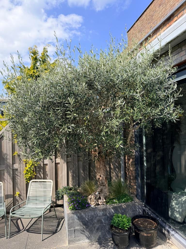 Prachtige Olijfboom -, Tuin en Terras, Planten | Bomen, Lente, 100 tot 250 cm, Olijfboom, Ophalen