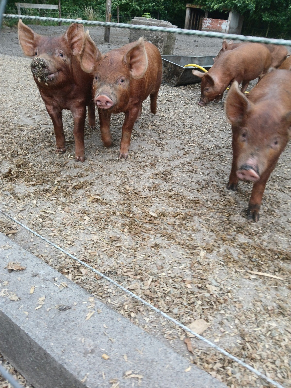 Tamworth biggen te koop, Dieren en Toebehoren, Vrouwelijk, Varken