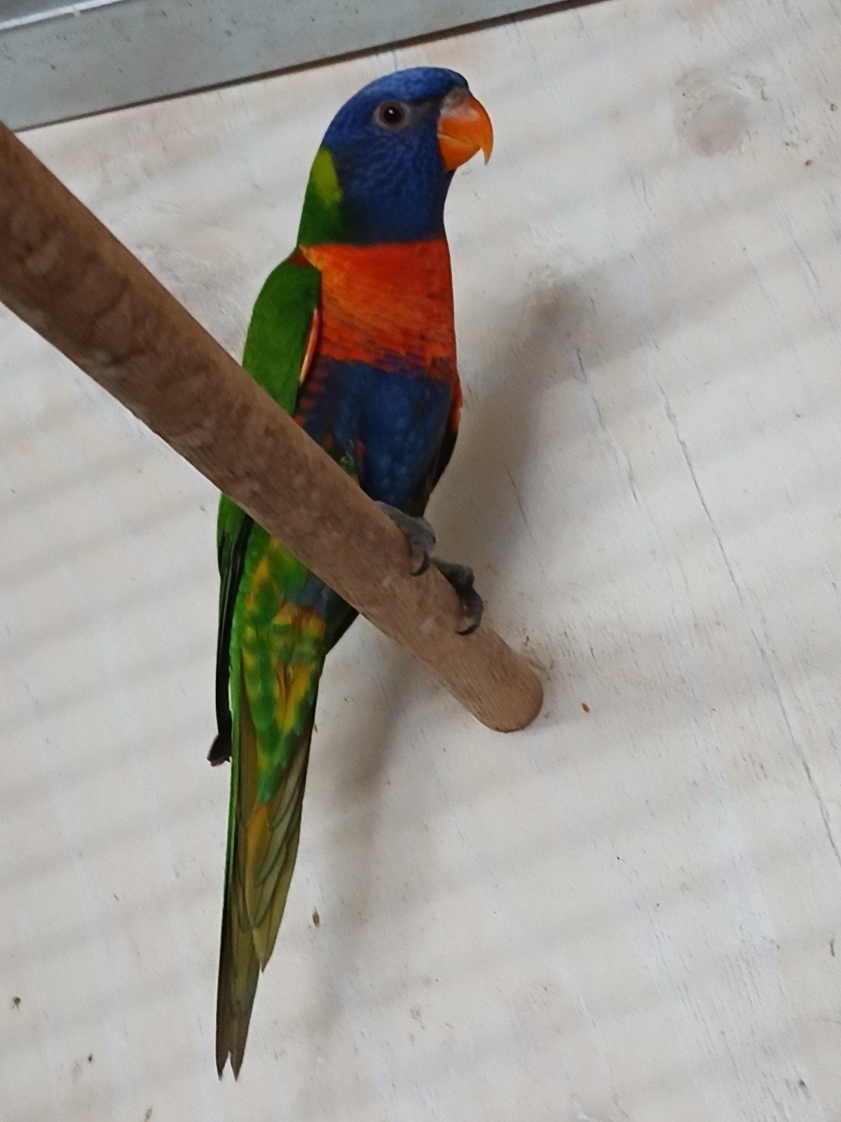 Te koop jonge lori van de blauwebergen popje, Vrouwelijk, Papegaai, Geringd