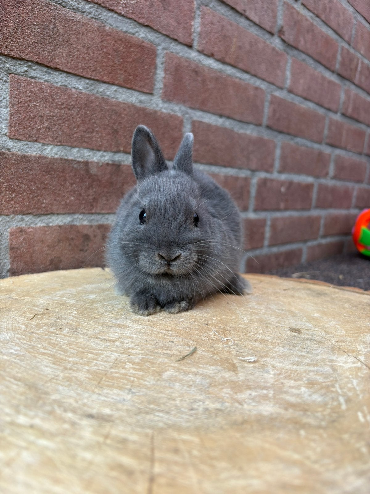 Mooie blauwe kleurdwerg ram, Dieren en Toebehoren, Konijnen, Mannelijk, Dwerg
