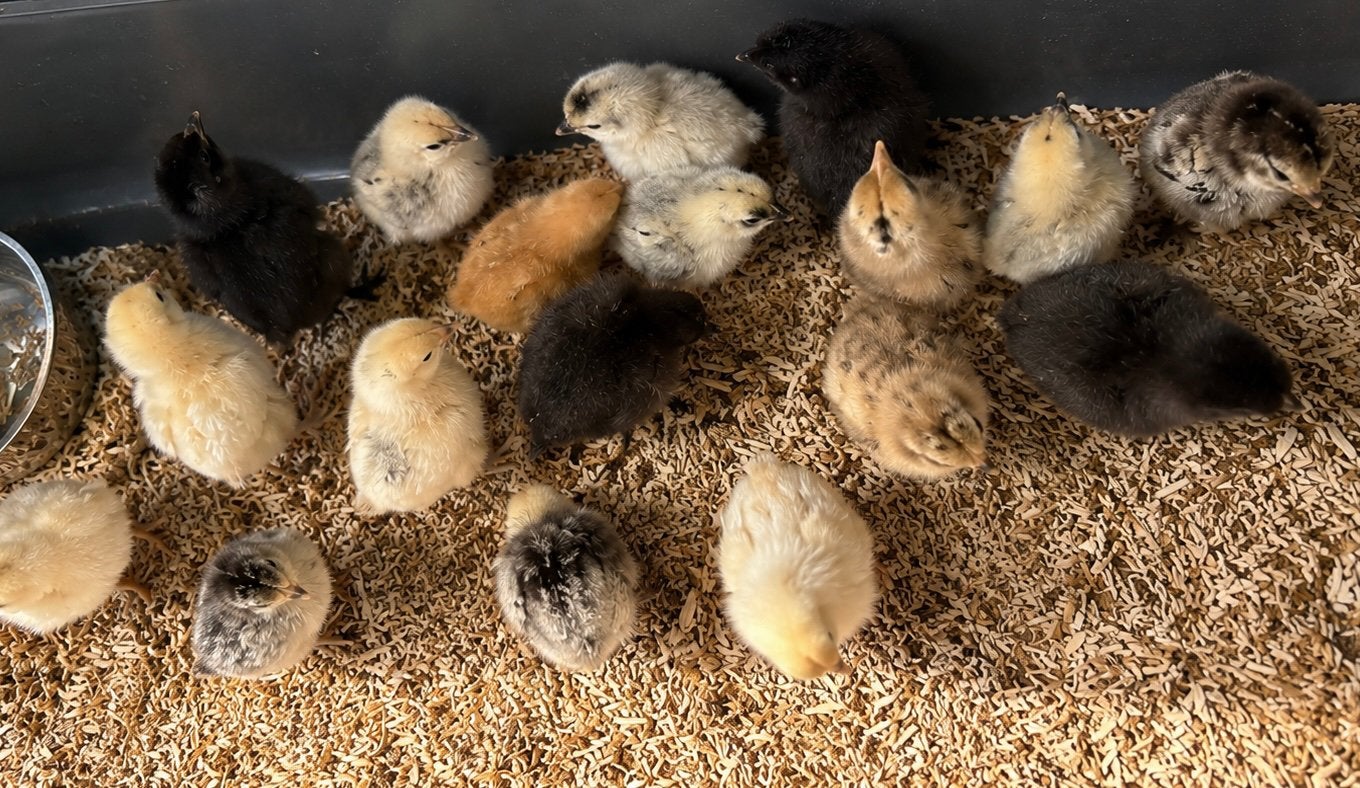 Zijdehoen gesekste hennetjes te koop, Dieren en Toebehoren, Pluimvee, Vrouwelijk, Kip