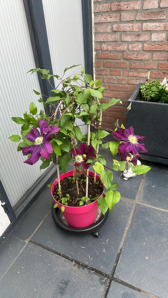 Clematis warszawska Nike, Ophalen, Overige soorten, Volle zon