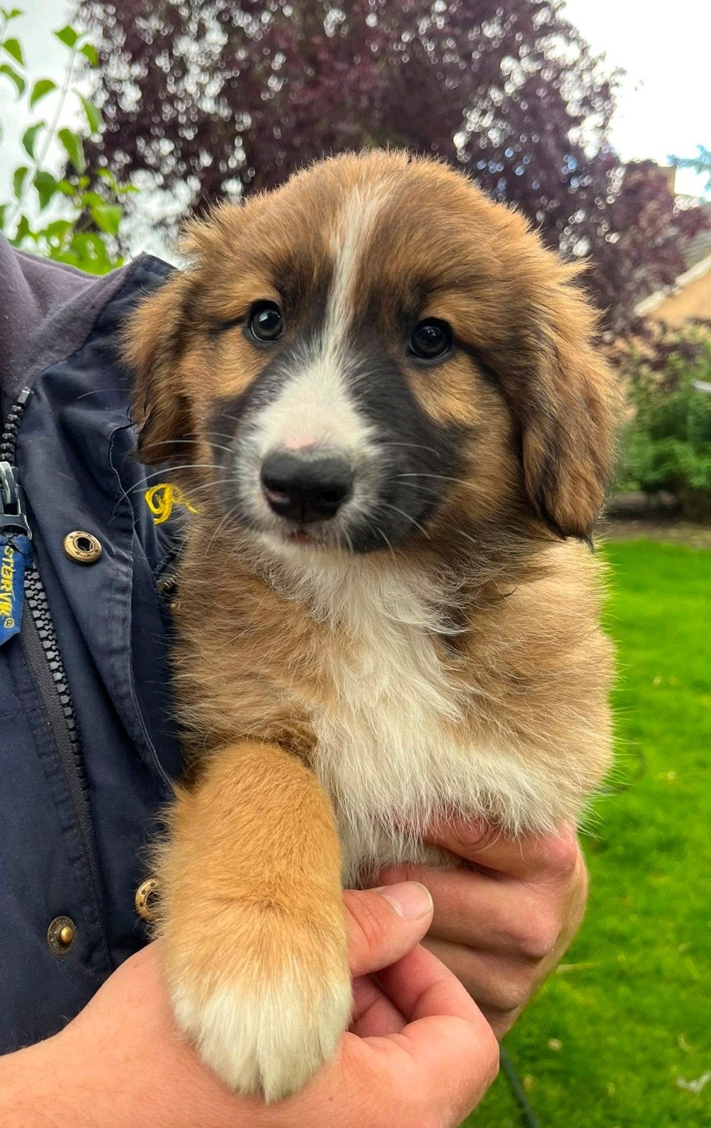 Bordercollie x toller pup 1 meisje, Parvo, Overige rassen, 8 tot 15 weken, Meerdere