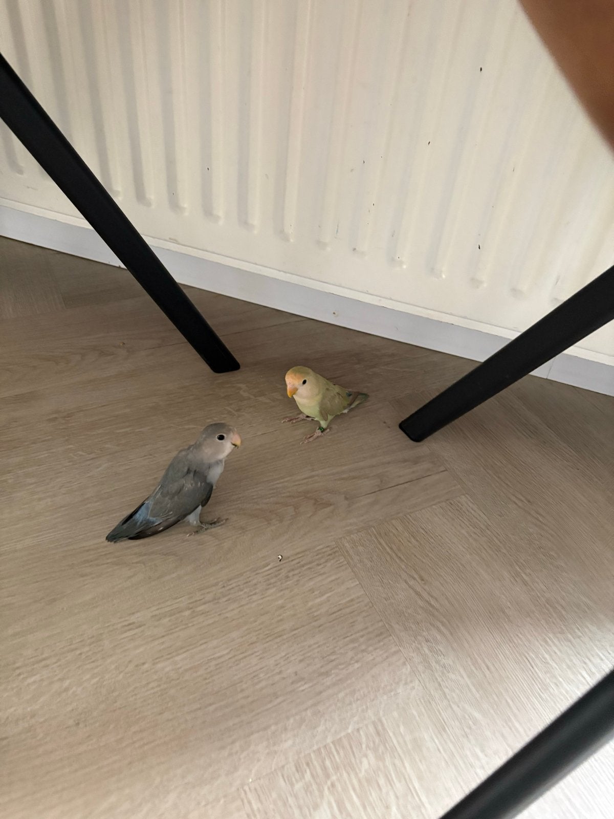 Agapornis, Dieren en Toebehoren, Meerdere dieren