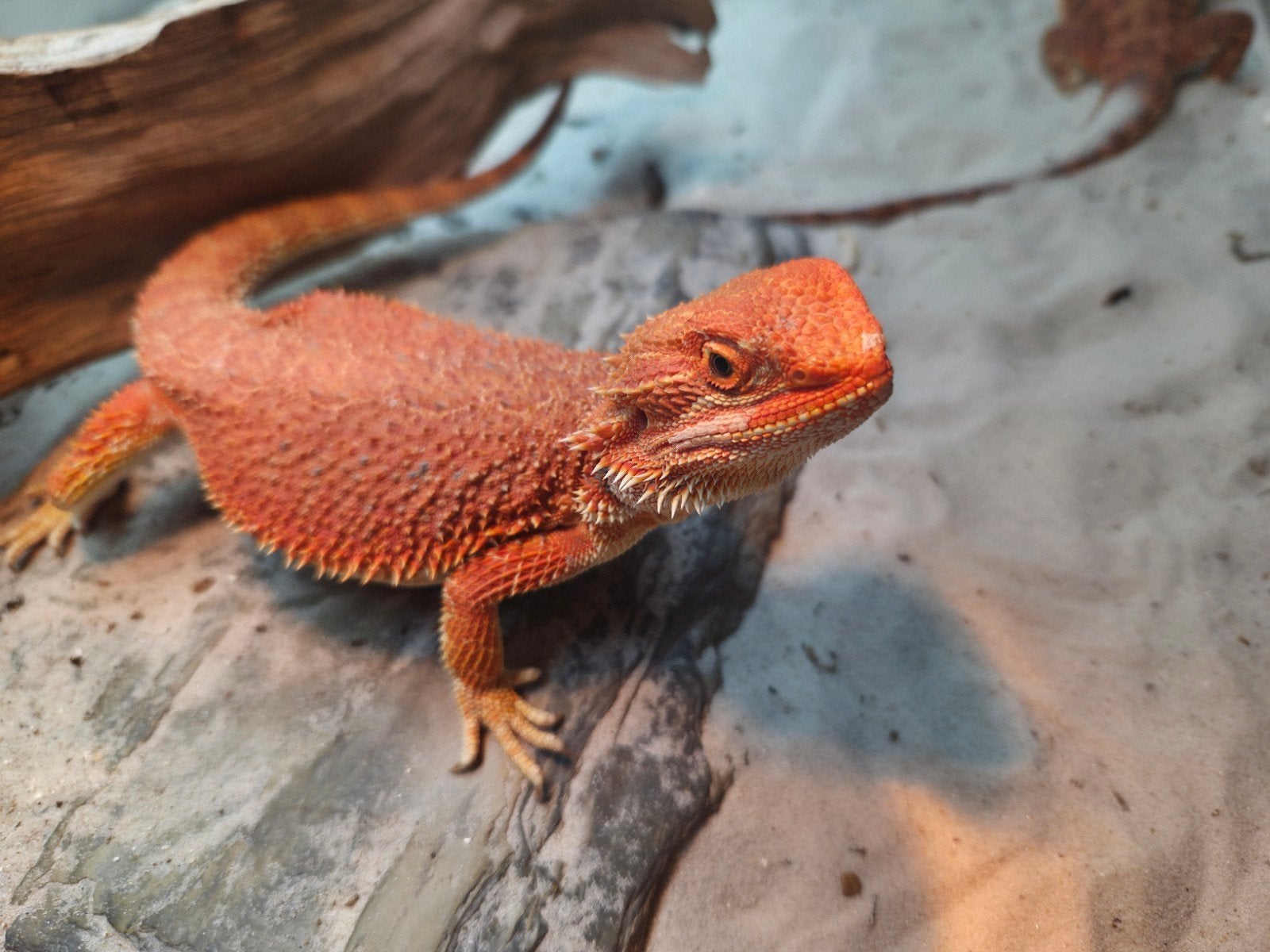 aanbieding  fel oranje hypo baardagaam vrouwtje  aangeboden Bearded Dragon - female for sale from hobby kweker DB Dragons