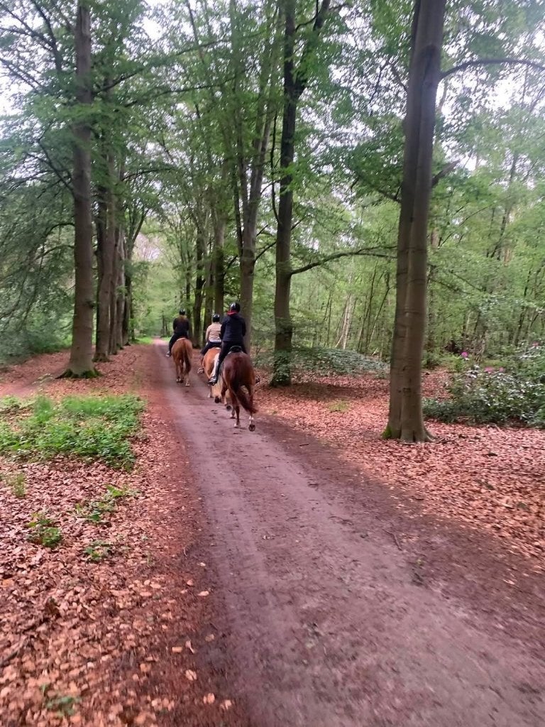Pension/ pensioen stalling Breda (liesbos), Dieren en Toebehoren, Stalling, 1 paard of pony