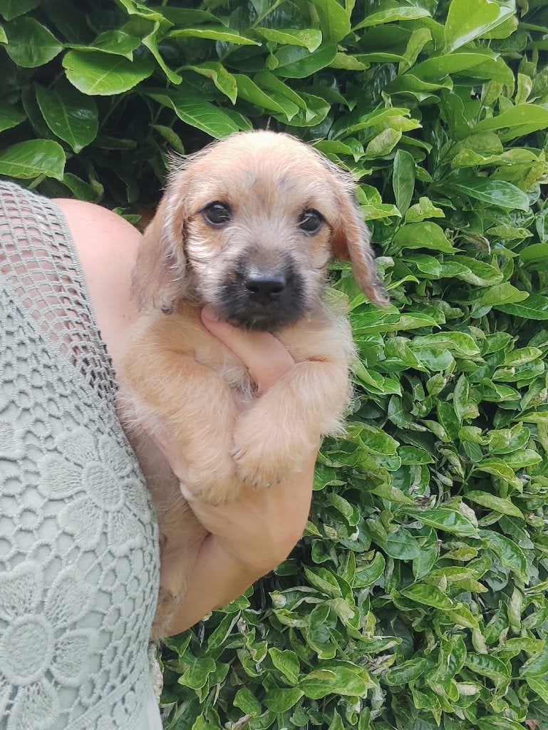 Doxiepoo pups, toypoedel x dwergteckel. Mogen verhuizen, Dieren en Toebehoren, Parvo, België, Particulier, 8 tot 15 weken