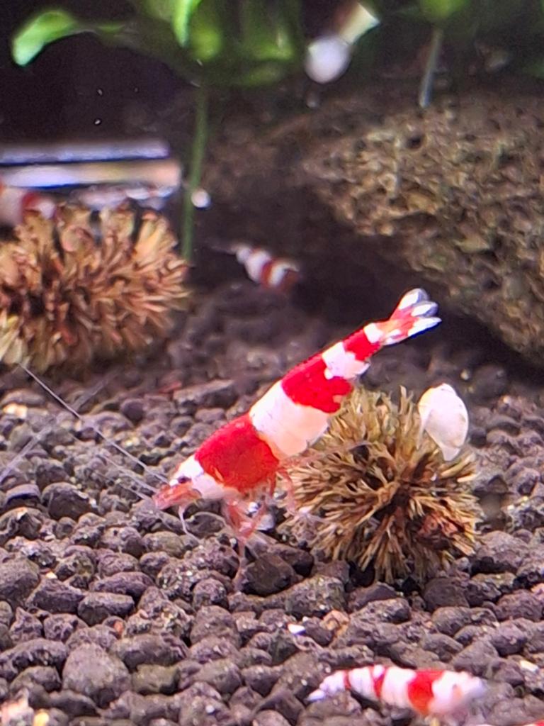 Crystal red caridina garnalen, Dieren en Toebehoren, Kreeft, Krab of Garnaal, Zoetwatervis, Schoolvis