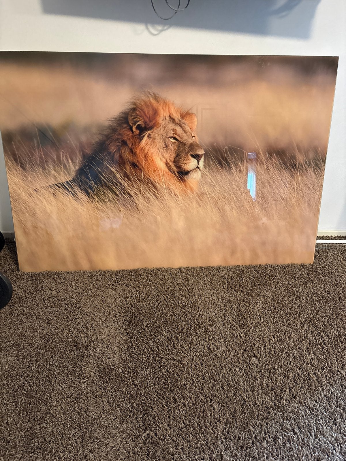 Plexiglas Schilderij van een Leeuw, Achter glas, Realistisch, Overige ondergronden, Dieren