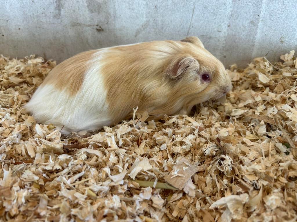 Te koop cavia’s langhaar sheltie beertjes, Dieren en Toebehoren, Mannelijk, Tam, Maart, Cavia