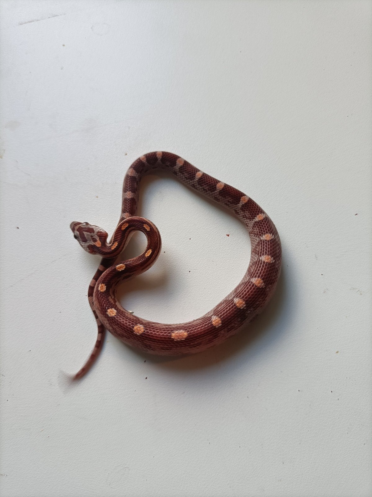 jonge rattenslangen Rat Snake photo 18