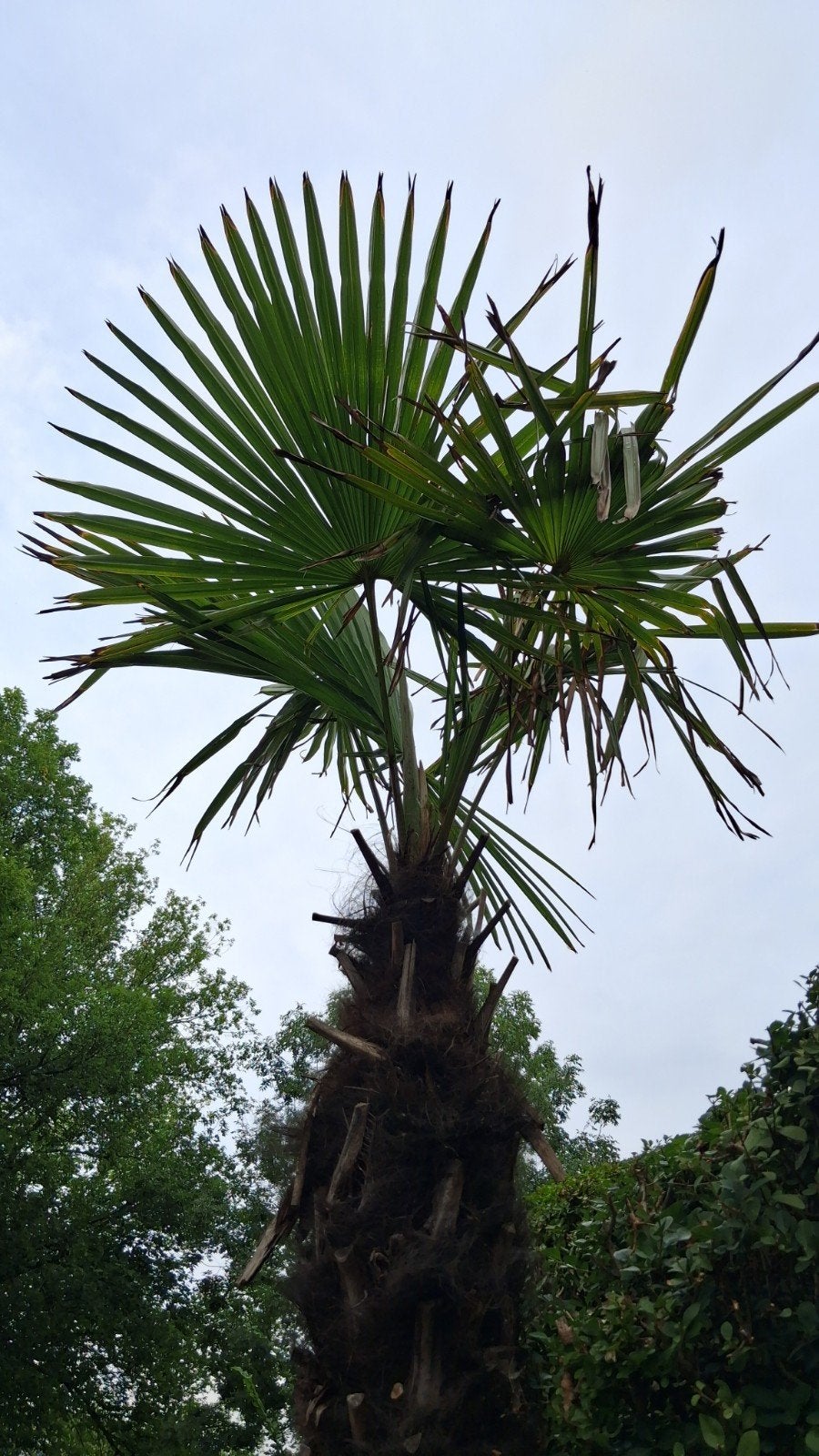 Grote Trachycarpus Fortunei Palmboom in pot, Tuin en Terras, Ophalen, Overige soorten, Volle zon