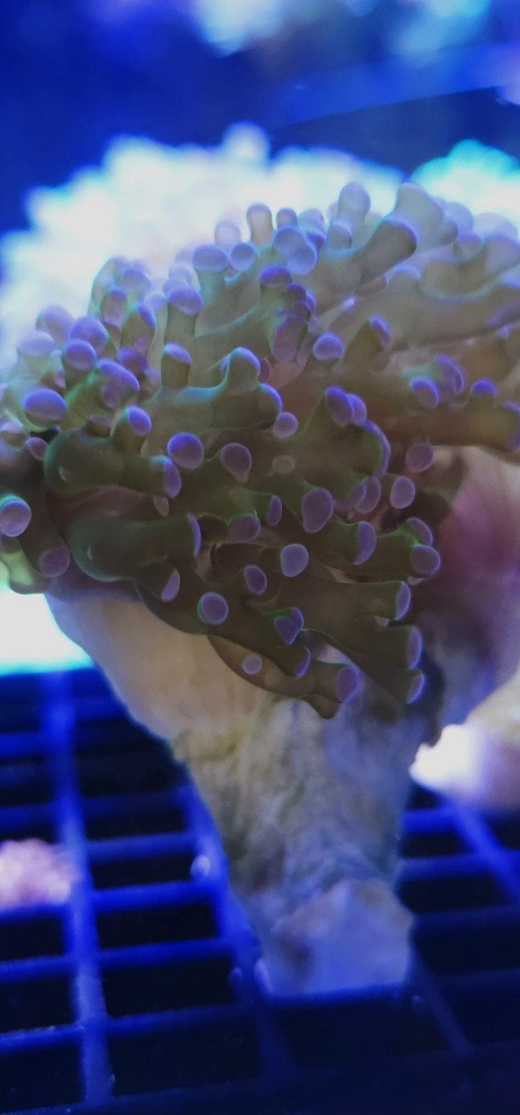 koraal stekken zeeaquarium, Overige typen