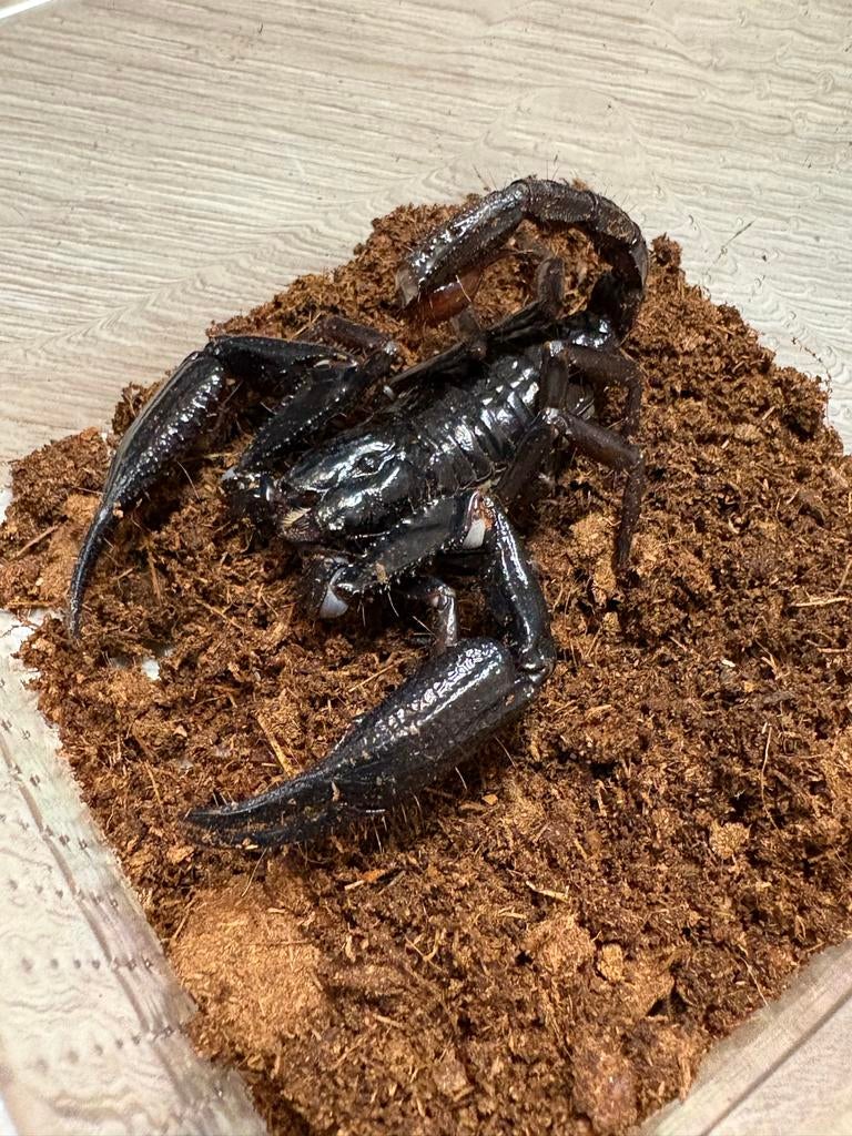 Heterometrus longimanus (meerdere beschikbaar), Spin of Schorpioen