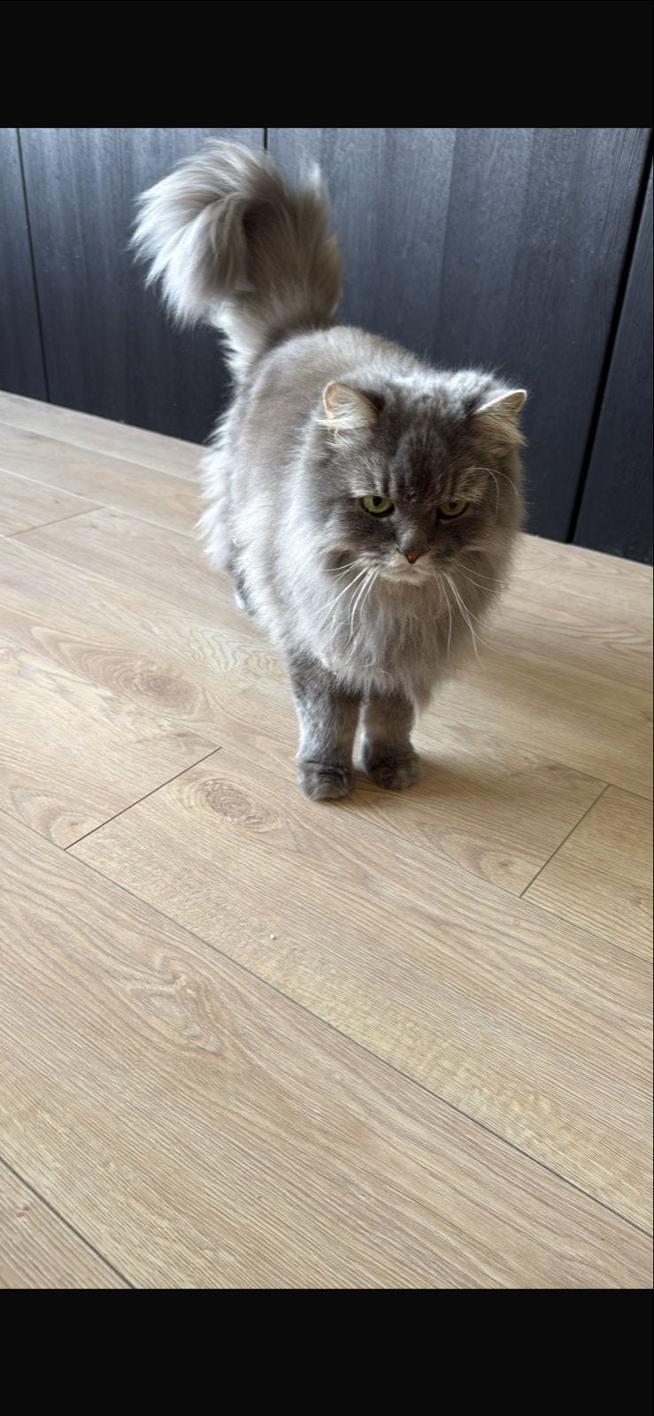Britse Langhaar, Poes