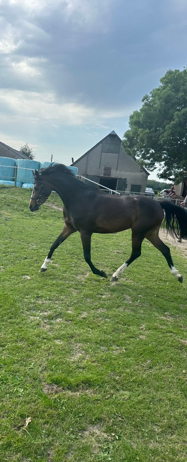 3 jarige welsh merrie, Dieren en Toebehoren, Pony's, Merrie, D pony (1.37m tot 1.48m), 3 tot 6 jaar