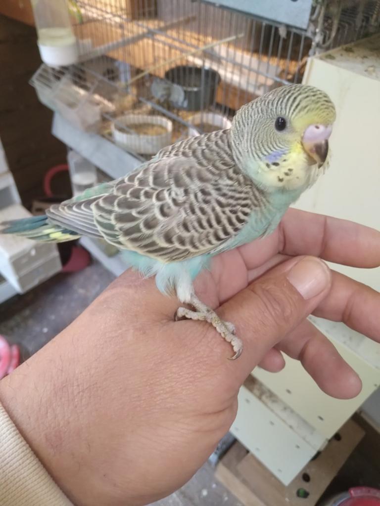 Tamme jonge grasparkiet, Dieren en Toebehoren, Vogels | Parkieten en Papegaaien, Mannelijk, Parkiet, Tam
