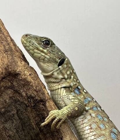 Te koop Parelhagedis, Dieren en Toebehoren, Hagedis, 0 tot 2 jaar