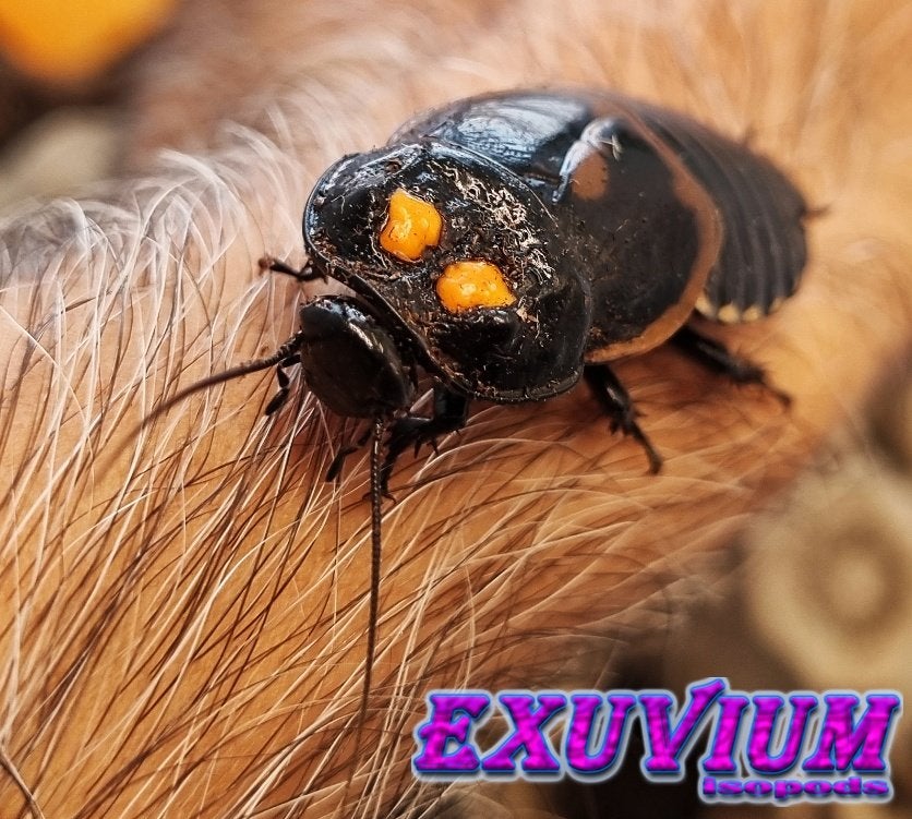 Lucihormetica verrucosa (Warty Glowspot Roach) kakkerlakken, Dieren en Toebehoren, Overige soorten