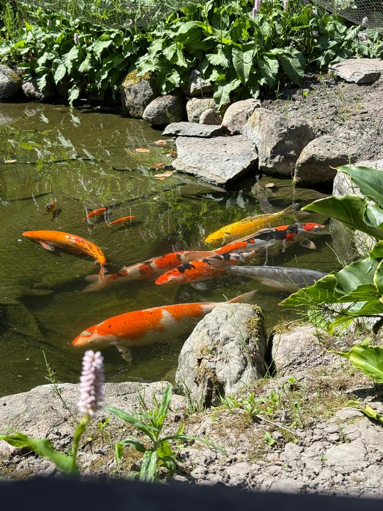 Koi karpers - filter met UV - pomp - etc, Dieren en Toebehoren, Karper of Koi