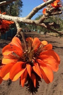 Koraalboom (Erythrina caffra), Ophalen of Verzenden