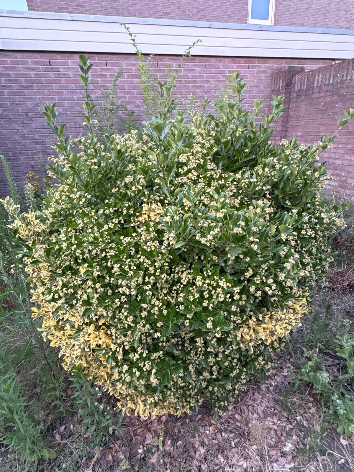 Bonte Kardinaalsmuts - Euonymus fortunei 'Emerald 'n' Gold', Tuin en Terras, Ophalen, Bodembedekkers, Volle zon, Vaste plant