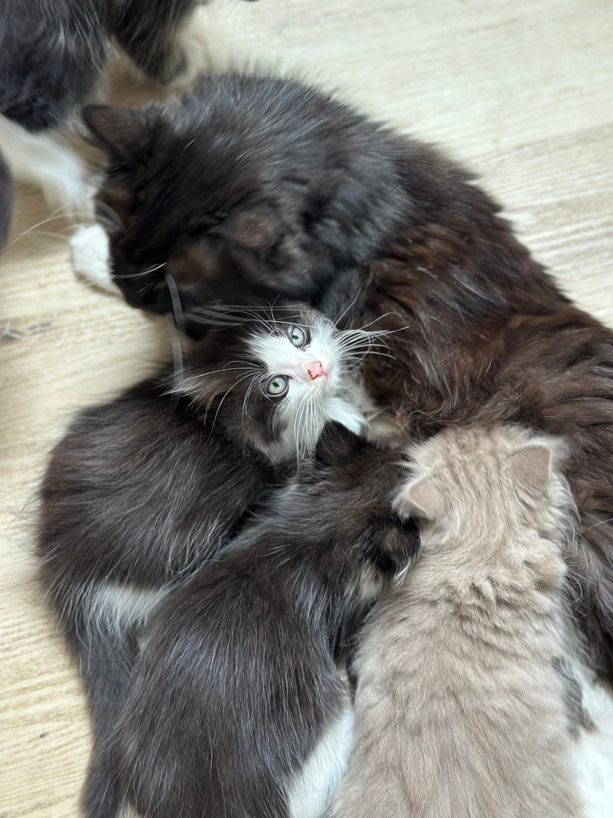 Prachtige ragdoll kitten kittens kater en poes zo lief, Dieren en Toebehoren, Katten en Kittens | Raskatten | Langhaar, Meerdere dieren