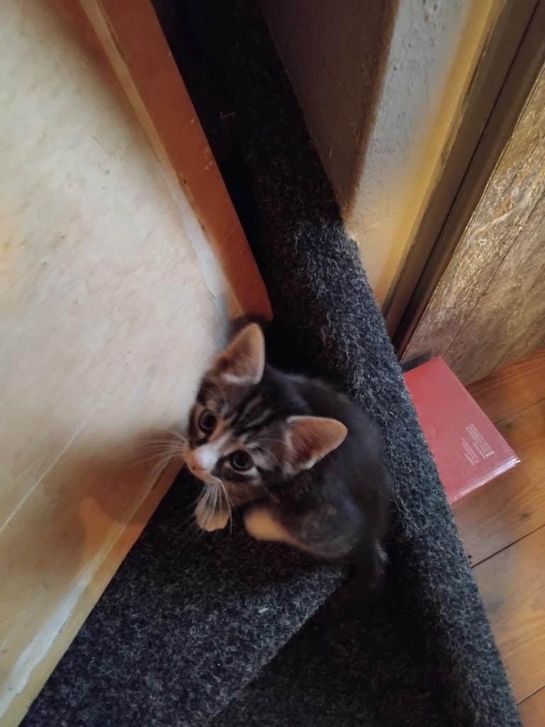 Schattige kittens zoeken een warm thuis t, Audio, Tv en Foto, Mp3-spelers | Apple iPod, Ophalen, Nieuw, Classic, 40 GB en meer