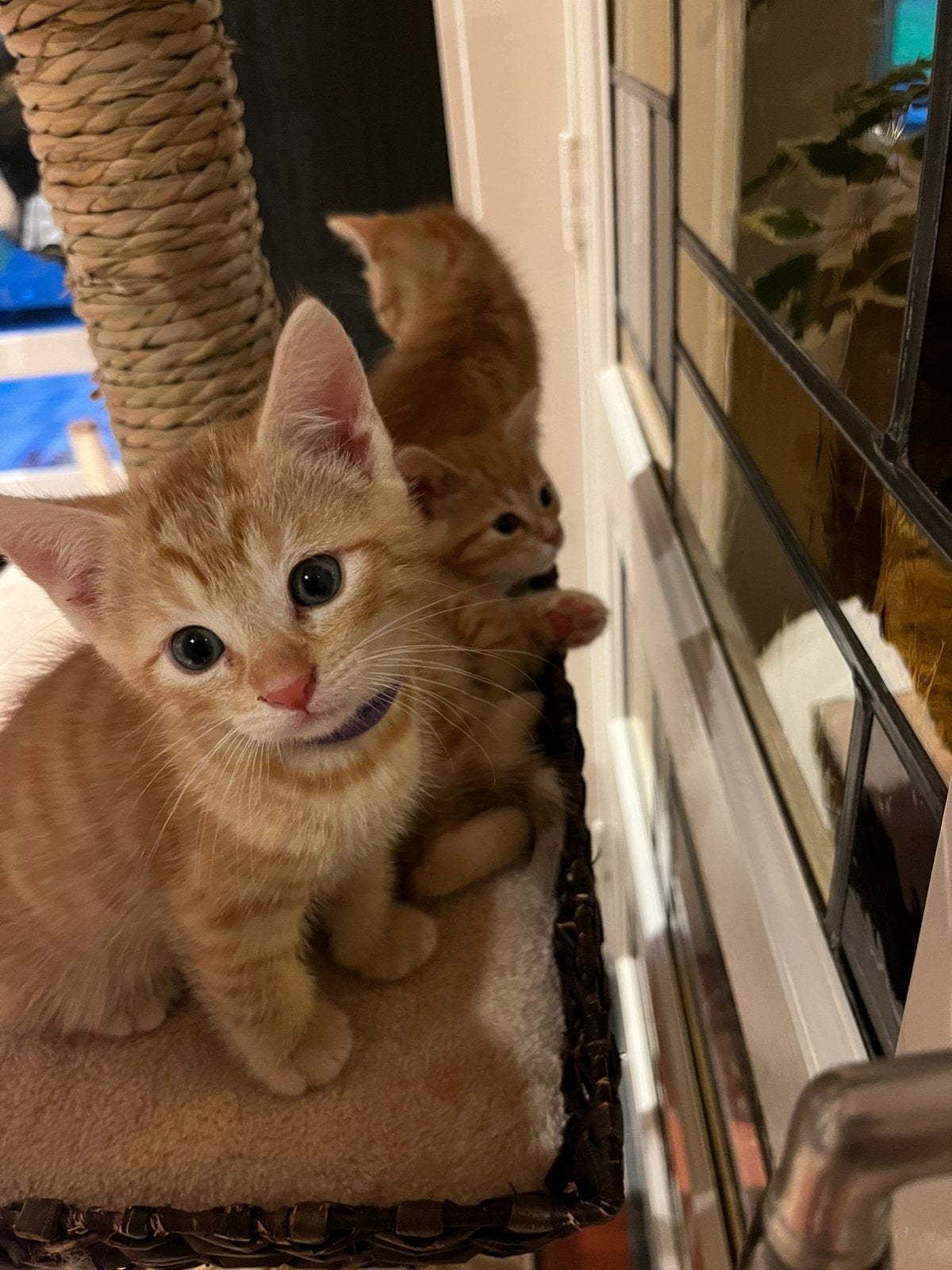 3 super lieve goed gesocialiseerde rode kittens poesjes, Poes, Kortharig, 0 tot 2 jaar