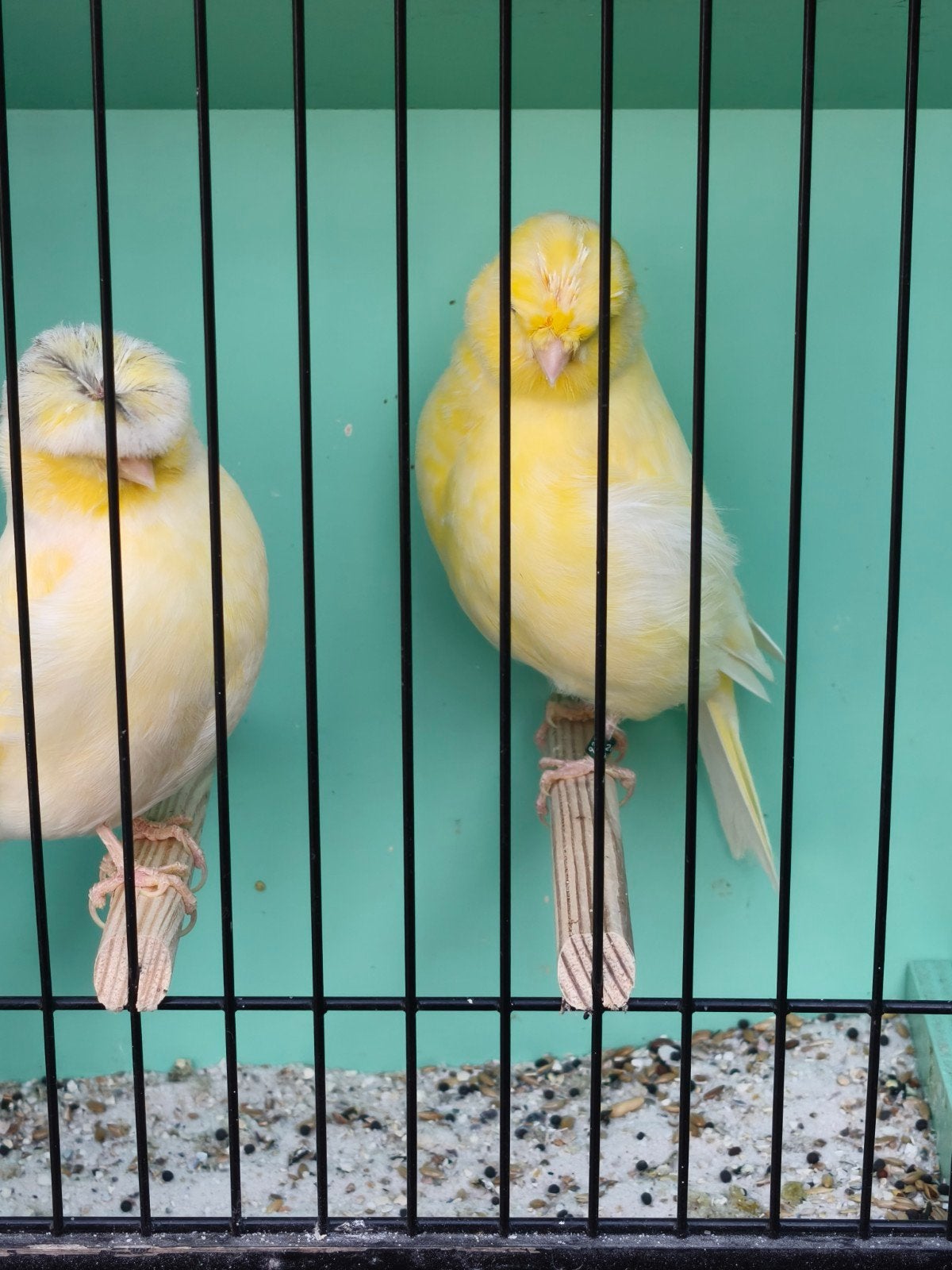 Gloster couple, Meerdere dieren