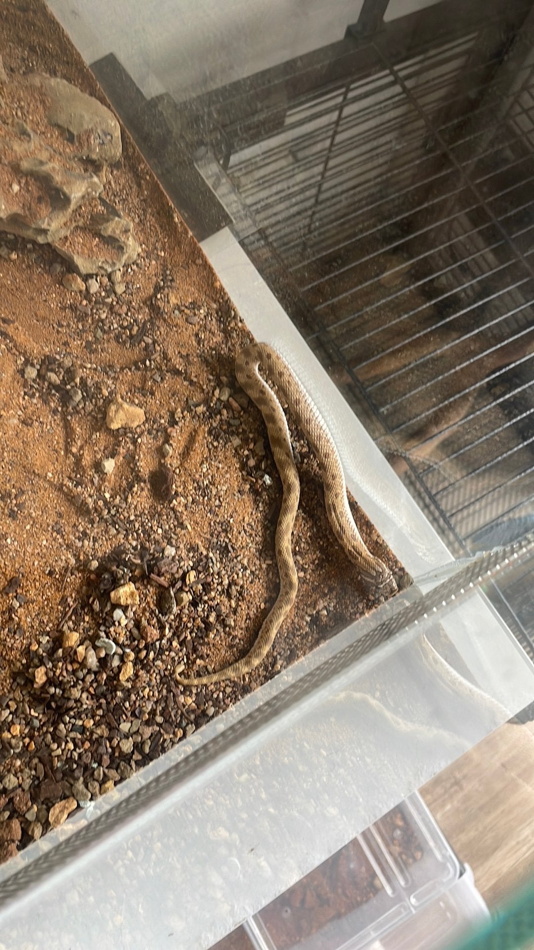1.0 Heterodon nasicus Hognose Snake - male for sale from Jordan