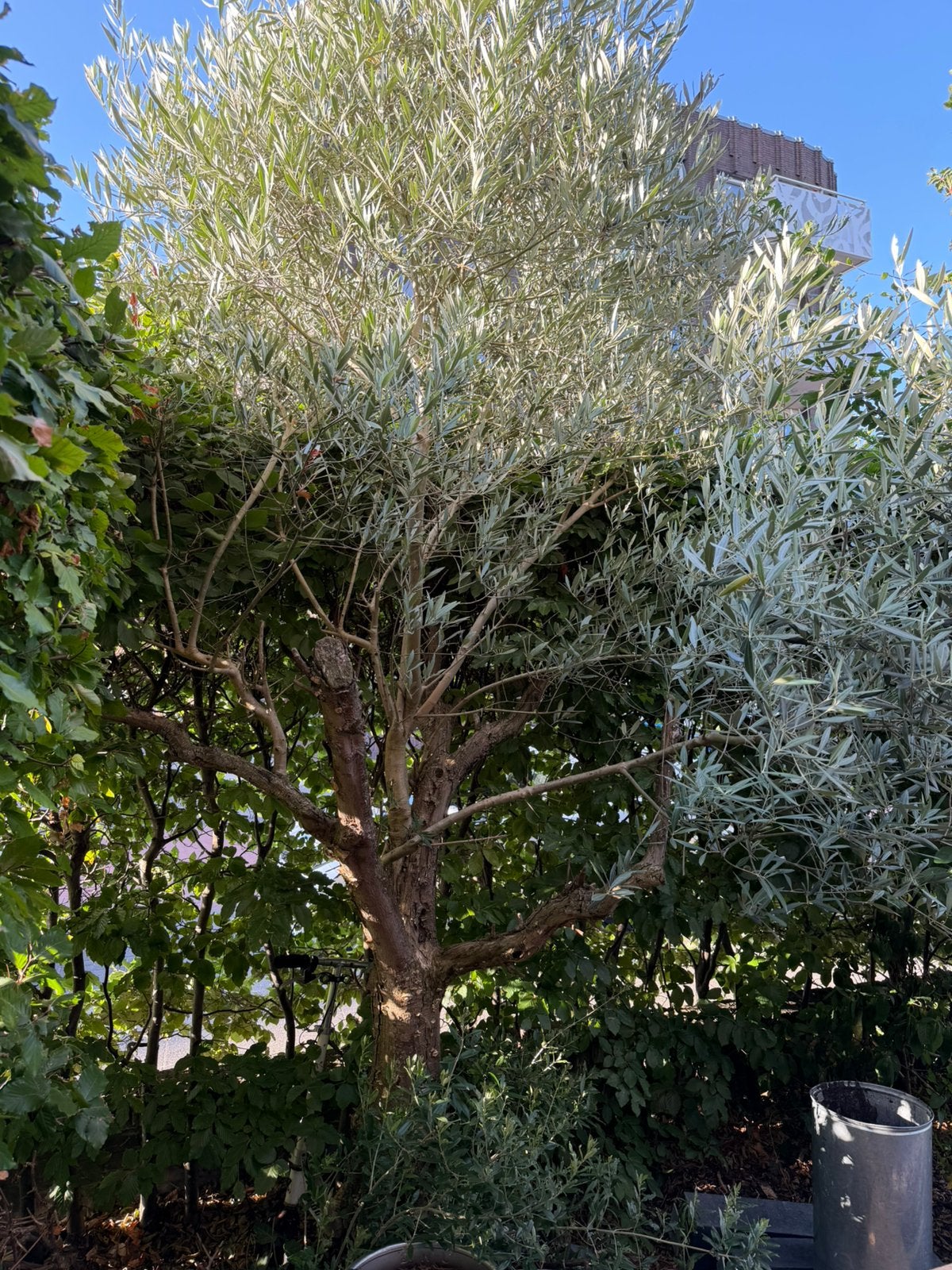 Grote Olijfboom, Tuin en Terras, Olijfboom, 250 tot 400 cm, Zomer, Ophalen