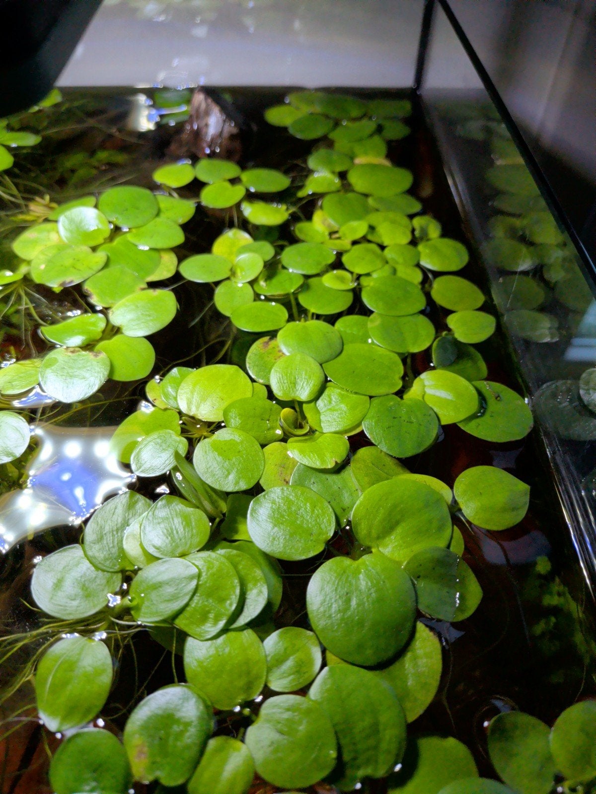 Limnobium laevigatum, leuk drijfpantje voor aquarium, Dieren en Toebehoren, Ophalen, Plant(en), Steen of Hout